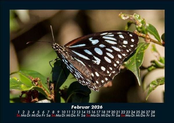 Produktbild: Bunte Pracht der Schmetterlinge 2026 Fotokalender DIN A5