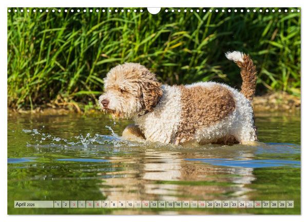 Produktbild: Lagotto Romagnolo - Ein Hund zum Verlieben (Wandkalender 2026 DIN A3 quer), CALVENDO Monatskalender