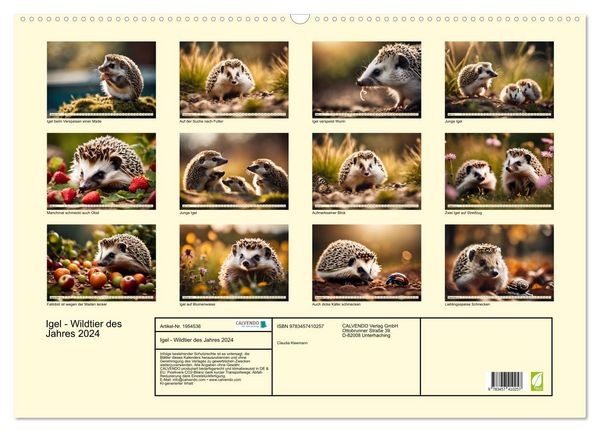 Produktbild: Igel - Wildtier des Jahres 2024 (Wandkalender 2026 DIN A2 quer), CALVENDO Monatskalender