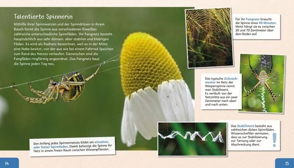 Produktbild: Meine gro&szlig;e Tierbibliothek: Die Spinne