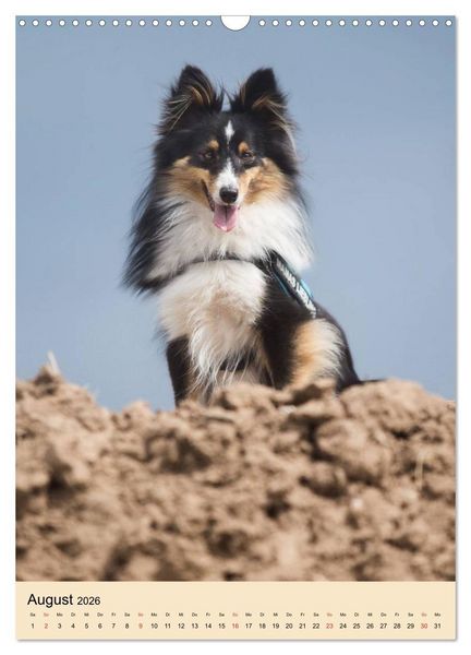Produktbild: Mit Shelties durchs Jahr (Wandkalender 2026 DIN A3 hoch), CALVENDO Monatskalender