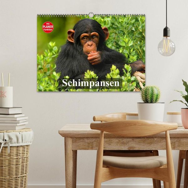 Produktbild: Schimpansen (Wandkalender 2026 DIN A3 quer), CALVENDO Monatskalender