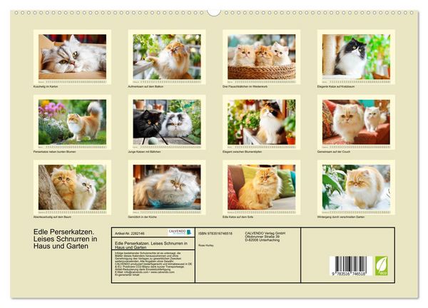 Produktbild: Edle Perserkatzen. Leises Schnurren in Haus und Garten (hochwertiger Premium Wandkalender 2026 DIN A2 quer), Kunstdruck in Hochglanz