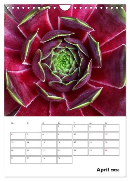 Produktbild: Ich liebe Sempervivum (Wandkalender 2026 DIN A4 hoch), CALVENDO Monatskalender