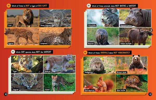 Produktbild: Ng Animals Odd One Out Pb