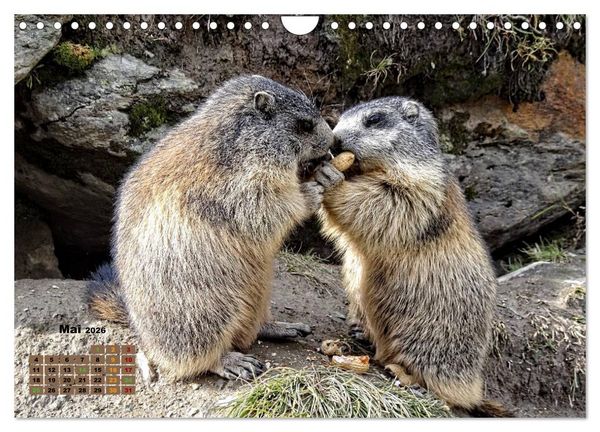 Produktbild: Big Five der Alpen G&auml;mse, Steinbock, Murmeltier, Steinadler, Bartgeier (Wandkalender 2026 DIN A4 quer), CALVENDO Monatskalender