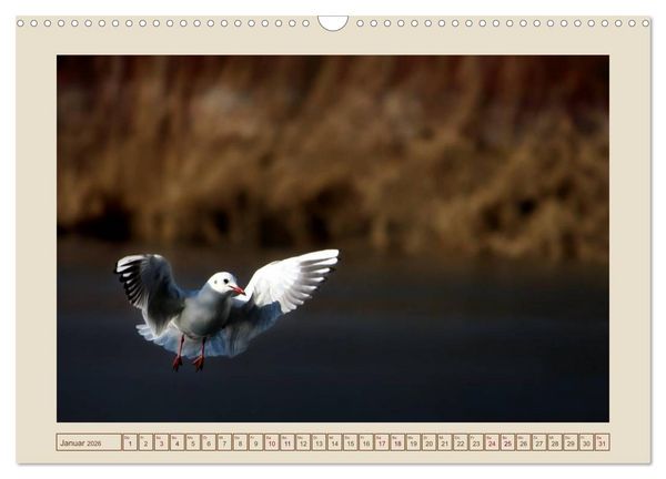 Produktbild: V&ouml;gel am Chemnitzer Schlossteich (Wandkalender 2026 DIN A3 quer), CALVENDO Monatskalender