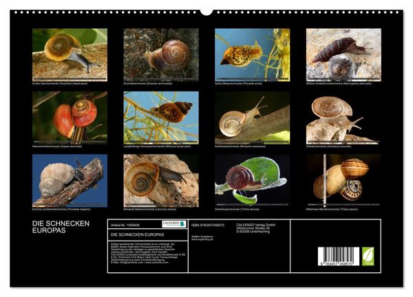 Produktbild: DIE SCHNECKEN EUROPAS (hochwertiger Premium Wandkalender 2026 DIN A2 quer), Kunstdruck in Hochglanz