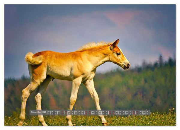 Produktbild: Die besonderen Haflinger-Pferde (hochwertiger Premium Wandkalender 2026 DIN A2 quer), Kunstdruck in Hochglanz