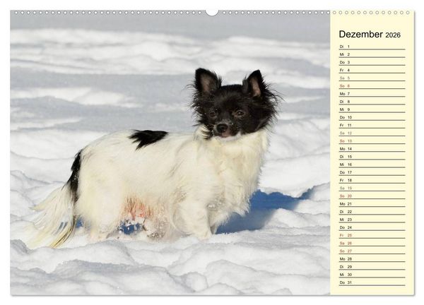 Produktbild: Chihuahua - Kleine Hunde ganz gro&szlig; (hochwertiger Premium Wandkalender 2026 DIN A2 quer), Kunstdruck in Hochglanz