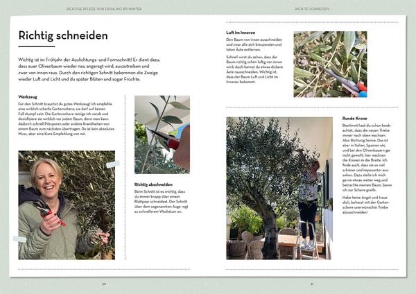 Produktbild: Olivenbaum ganz einfach
