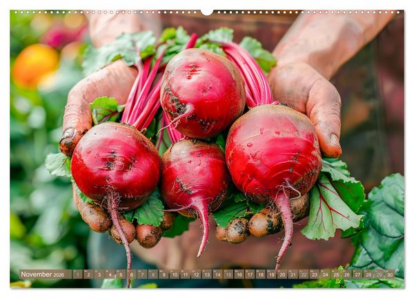 Produktbild: Mein Gem&uuml;segarten - Ein Jahr knackig frisches Gem&uuml;se (Wandkalender 2026 DIN A2 quer), CALVENDO Monatskalender