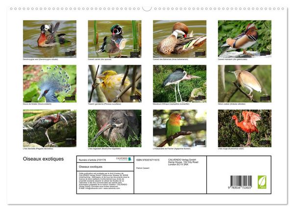 Produktbild: Oiseaux exotiques (Calendrier mural 2026 DIN A2 vertical) calendrier de bureau