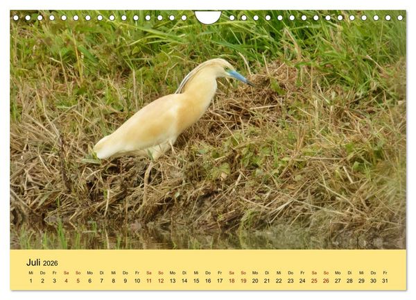 Produktbild: Flamingo und Co - Faszinierende Vogelwelt S&uuml;dfrankreichs (Wandkalender 2026 DIN A4 quer), CALVENDO Monatskalender
