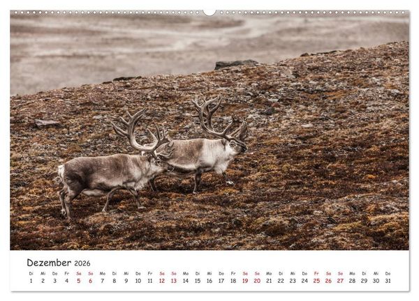 Produktbild: Rentiere (Wandkalender 2026 DIN A2 quer), CALVENDO Monatskalender