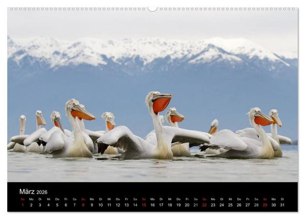 Produktbild: V&ouml;gel & Landschaften (Wandkalender 2026 DIN A2 quer), CALVENDO Monatskalender