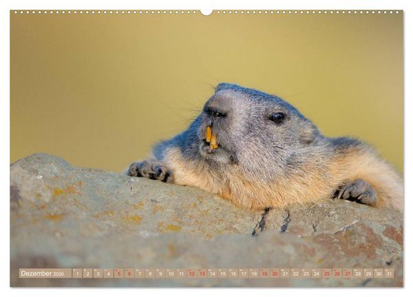 Produktbild: Alpenmurmeltiere in freier Wildbahn (Wandkalender 2026 DIN A2 quer), CALVENDO Monatskalender