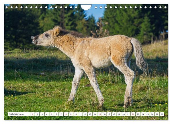 Produktbild: Konik - Frei geboren (Wandkalender 2026 DIN A4 quer), CALVENDO Monatskalender