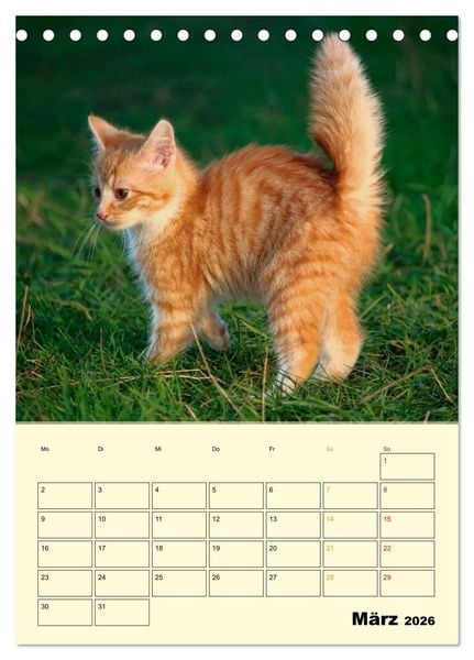 Produktbild: K&auml;tzchen - Theater (Tischkalender 2026 DIN A5 hoch), CALVENDO Monatskalender