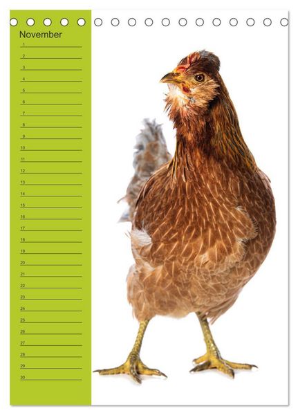 Produktbild: Kunterbunte H&uuml;hner Truppe (Tischkalender 2026 DIN A5 hoch), CALVENDO Monatskalender
