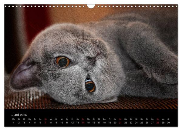 Produktbild: B&auml;rige Schmusetiger - Britisch Kurzhaar (Wandkalender 2026 DIN A3 quer), CALVENDO Monatskalender