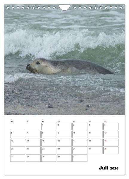 Produktbild: Liebenswerte Robben (Wandkalender 2026 DIN A4 hoch), CALVENDO Monatskalender