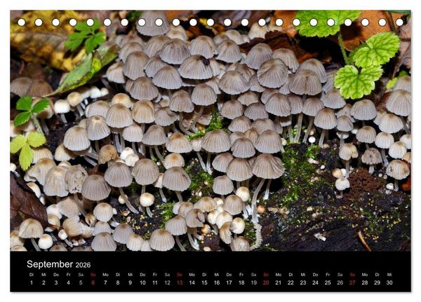 Produktbild: Pilze, Pilze (Tischkalender 2026 DIN A5 quer), CALVENDO Monatskalender