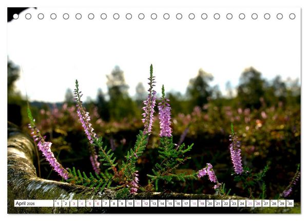 Produktbild: Heidelandschaft im Farbenspiel der Natur (Tischkalender 2026 DIN A5 quer), CALVENDO Monatskalender