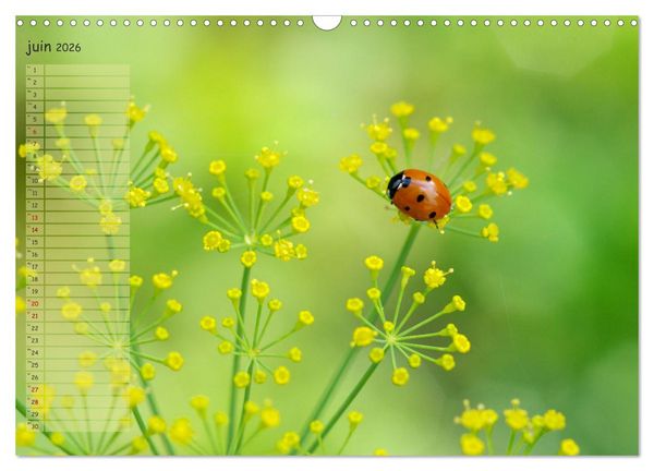 Produktbild: Coccinelles rouges &agrave; points noirs (Calendrier mural 2026 DIN A3 vertical), CALVENDO calendrier mensuel