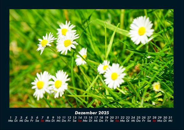 Produktbild: Blumenzauber 2025 Fotokalender DIN A4
