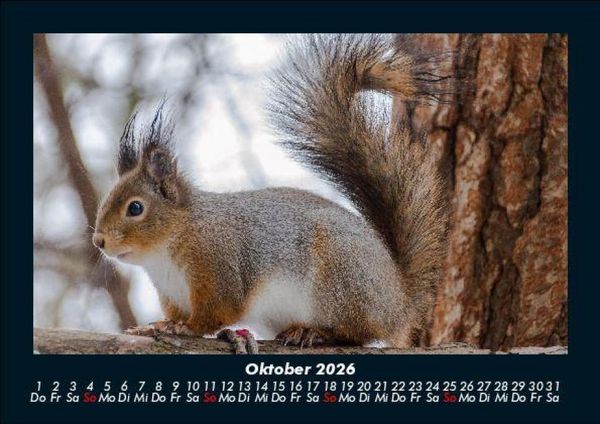 Produktbild: Tierkalender 2026 Fotokalender DIN A5