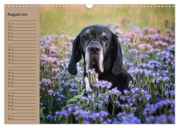 Produktbild: Deutsche Doggen - Sanfte Riesen (Wandkalender 2026 DIN A3 quer), CALVENDO Monatskalender