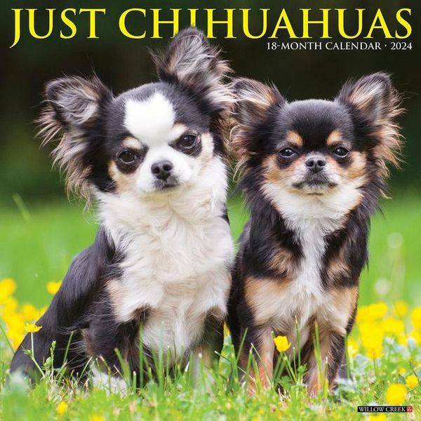 Produktbild: Willow Creek Press: Just Chihuahuas 2024 12 X 12 Wall Calend