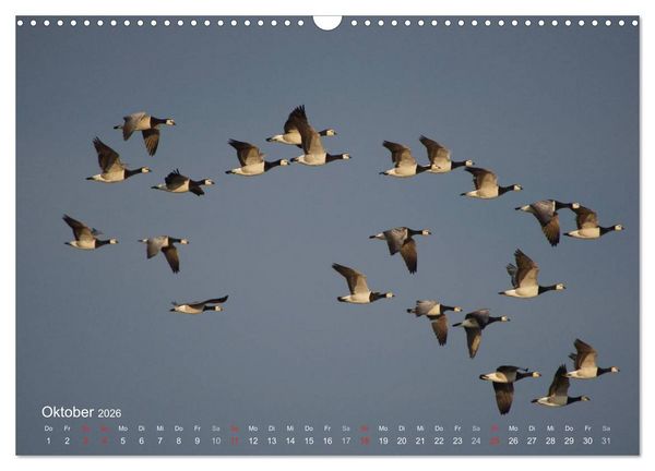 Produktbild: Anblicke und Ausblicke auf Fischland Dar&szlig; (Wandkalender 2026 DIN A3 quer), CALVENDO Monatskalender