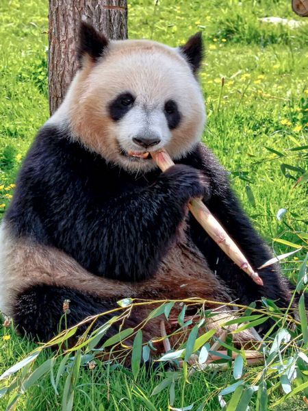 Produktbild: CALVENDO Puzzle Panda | 1000 Teile Lege-Gr&ouml;&szlig;e 64x48cm Foto-Puzzle f&uuml;r gl&uuml;ckliche Stunden