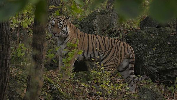 Legendäre Raubkatzen - Olimba - Königin der Leoparden & Der Sibirische Tiger - Seele der russischen Wildnis