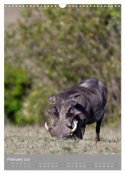 Produktbild: Wildlife of the Masai Mara (Wall Calendar 2026 DIN A3 portrait), CALVENDO 12 Month Wall Calendar