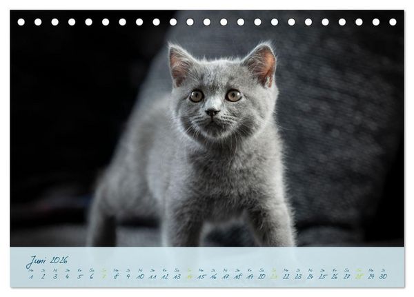 Produktbild: Ein kleiner Kater entdeckt die Welt! (Tischkalender 2026 DIN A5 quer), CALVENDO Monatskalender