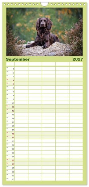 Produktbild: Familienplaner 2027 - Jagdhund im Portrait - Deutsch Langhaar mit 5 Spalten (Wandkalender, 21 x 45 cm) CALVENDO