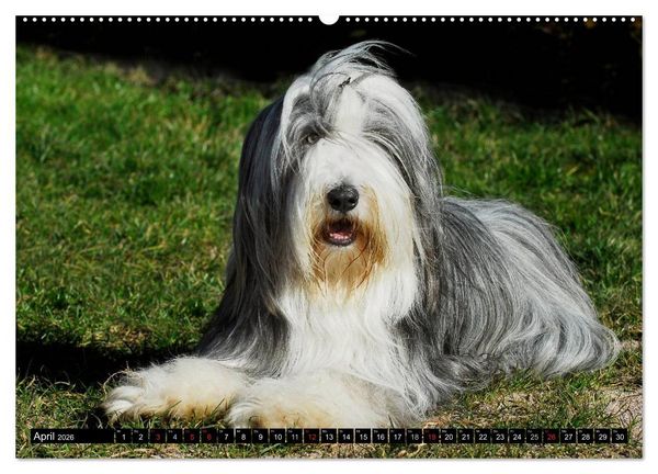 Produktbild: Liebenswerter Clown Bearded Collie (Wandkalender 2026 DIN A2 quer), CALVENDO Monatskalender