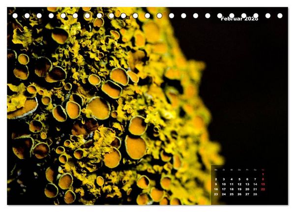 Produktbild: Der Natur auf der Spur - Makro-Fotografien der besonderen Art (Tischkalender 2026 DIN A5 quer), CALVENDO Monatskalender