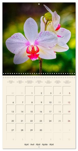 Produktbild: Butterfly orchids in high fidelity (Wall Calendar 2026 12 &times; 12 Inch) CALVENDO 12 Month Wall Calendar