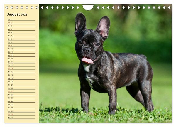 Produktbild: Franz&ouml;sische Bulldogge - Clown auf 4 Pfoten (Wandkalender 2026 DIN A4 quer), CALVENDO Monatskalender