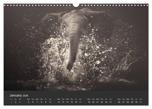Produktbild: African Souls African animals with soul (Wall Calendar 2026 DIN A3 landscape), CALVENDO 12 Month Wall Calendar