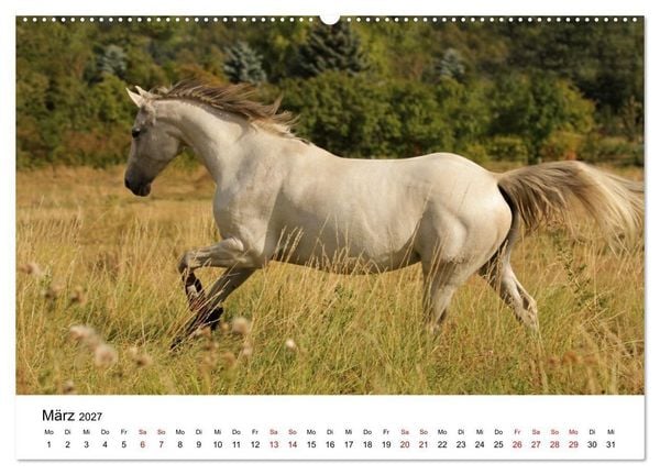 Produktbild: PFERDE - Zwischen Himmel, Erde und Hufschlag (hochwertiger Premium Wandkalender 2027 DIN A2 quer), Kunstdruck in Hochglanz