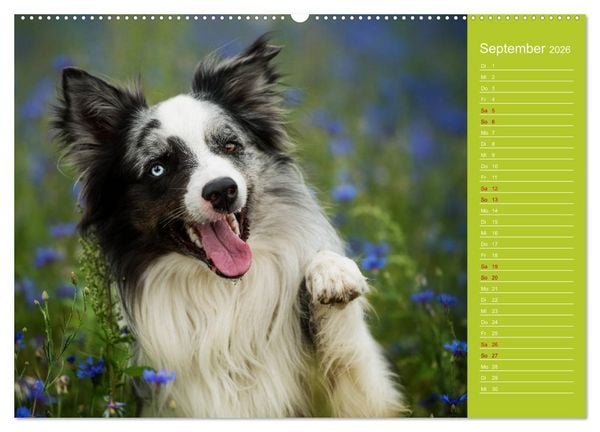 Produktbild: Border Collies - nicht nur schwarzwei&szlig; (hochwertiger Premium Wandkalender 2026 DIN A2 quer), Kunstdruck in Hochglanz
