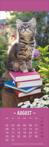 Produktbild: Katzen Lesezeichen & Kalender 2027
