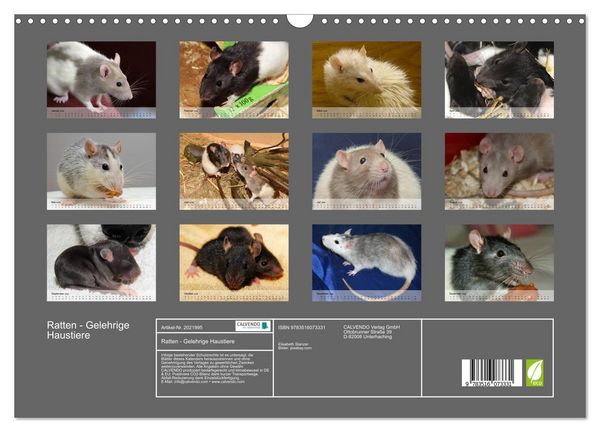 Produktbild: Ratten - Gelehrige Haustiere (Wandkalender 2026 DIN A3 quer), CALVENDO Monatskalender