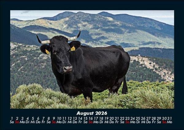 Produktbild: Kuhkalender 2026 Fotokalender DIN A5