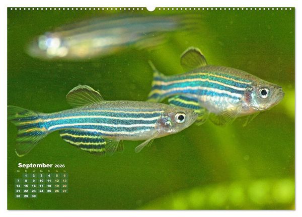 Produktbild: Glanz im Aquarium: S&uuml;&szlig;wasserfische (hochwertiger Premium Wandkalender 2026 DIN A2 quer), Kunstdruck in Hochglanz